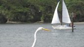 Sunny sail