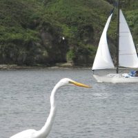 Cruises, Sailing & Water Tours