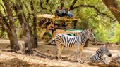 Awe-inspiring non-human animals cared for and protected by extraordinarily friendly human animals